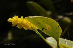 Bulbophyllum rosemarianum